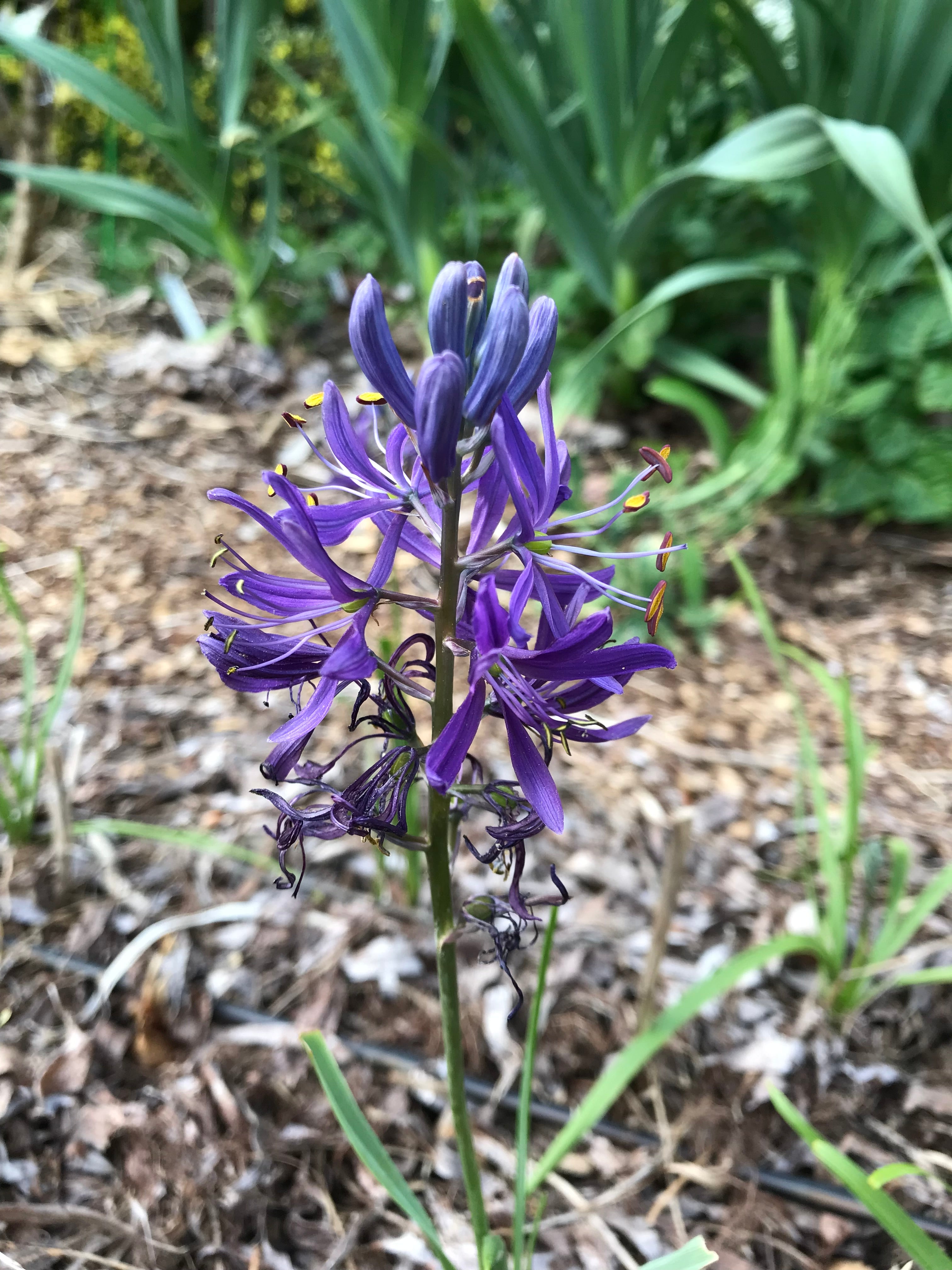 フラワー・ガーデニング chamama Common Camas Seeds - Camassia quamash - speenhw – Cicada Seeds