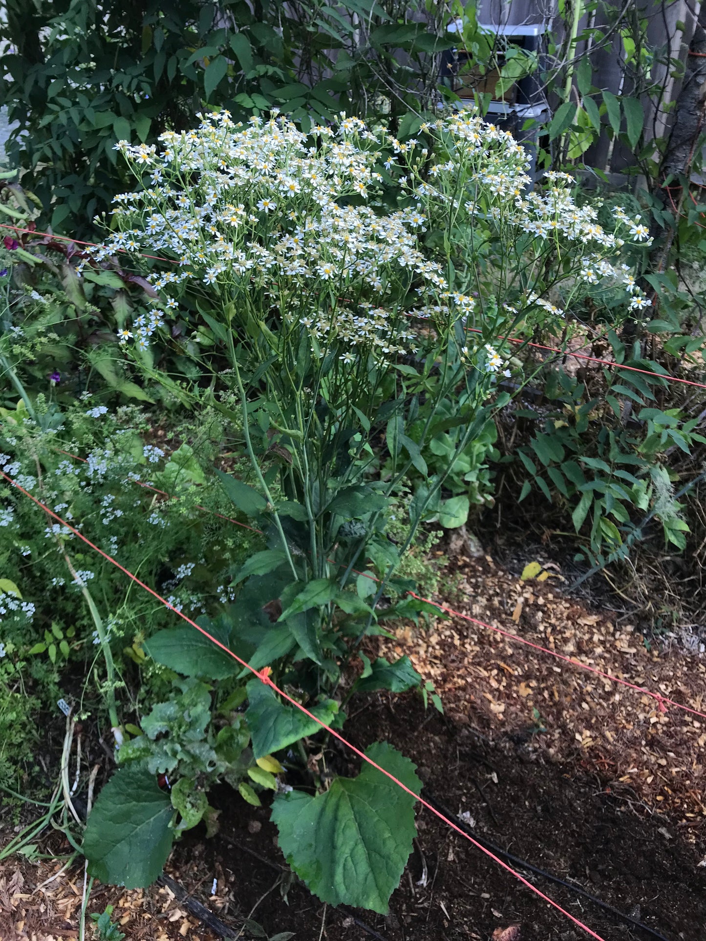 Chwinamul Seeds - Doellingeria scabra - Aster scaber, Korean Aster, Chamchwi, 취나물