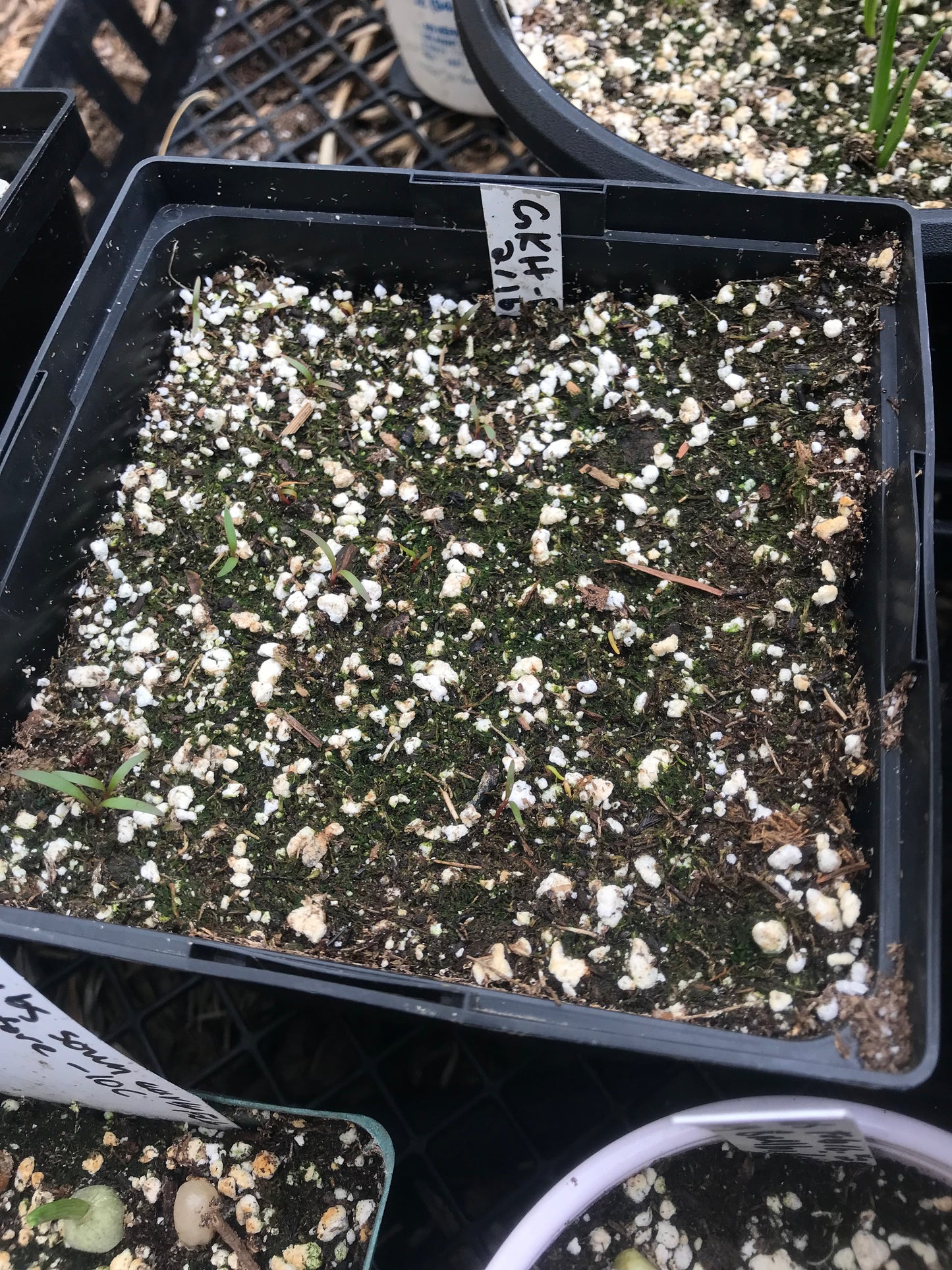 Good King Henry Seeds - Blitum bonus henricus