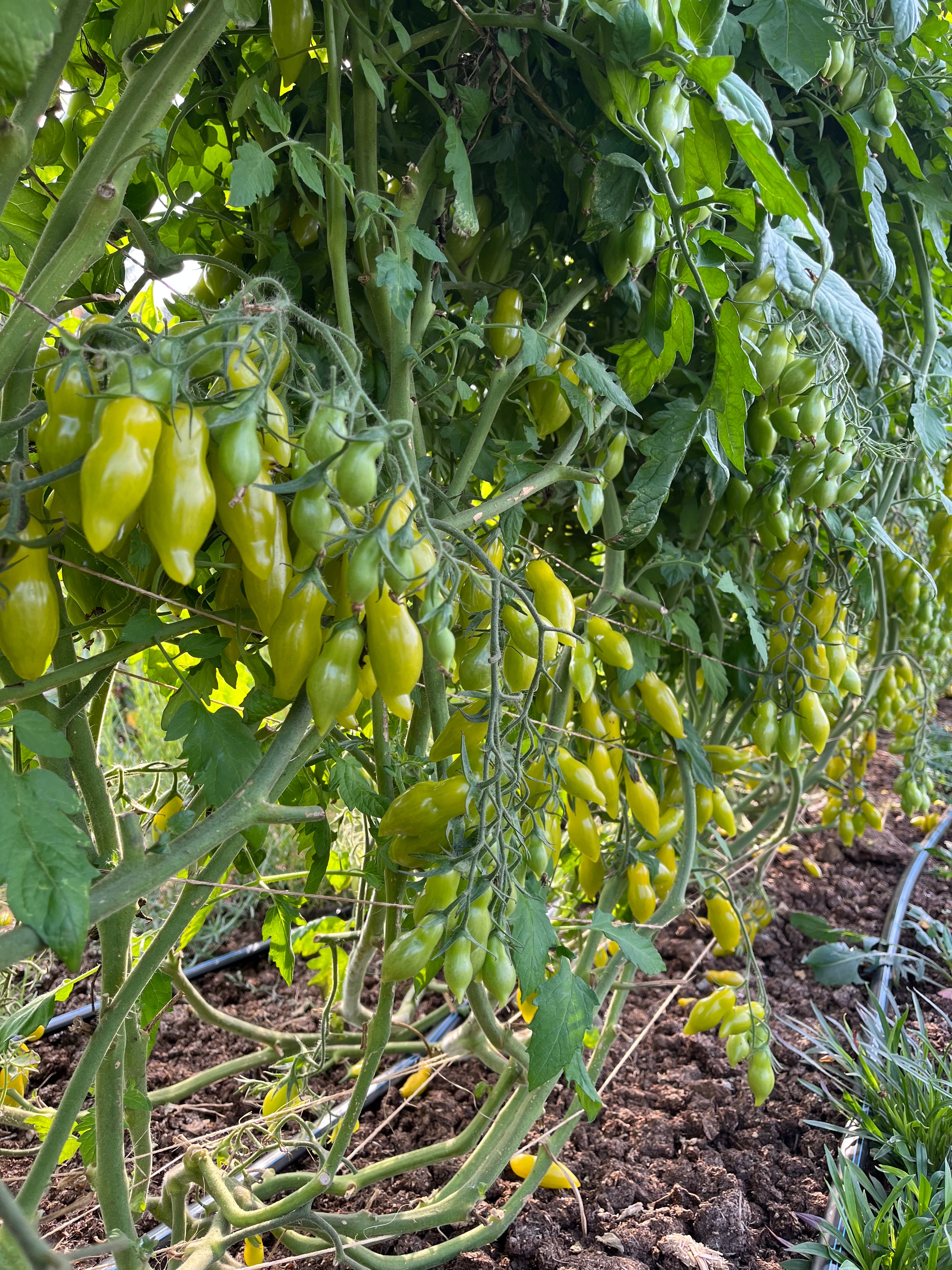 トイガン TOMATO Organic Pruden's Purple Heirloom Tomato Seeds – Northern Seeds