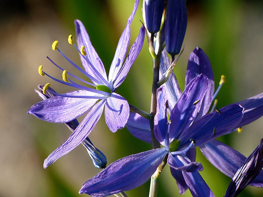 Common Camas Seeds - Camassia quamash - speenhw