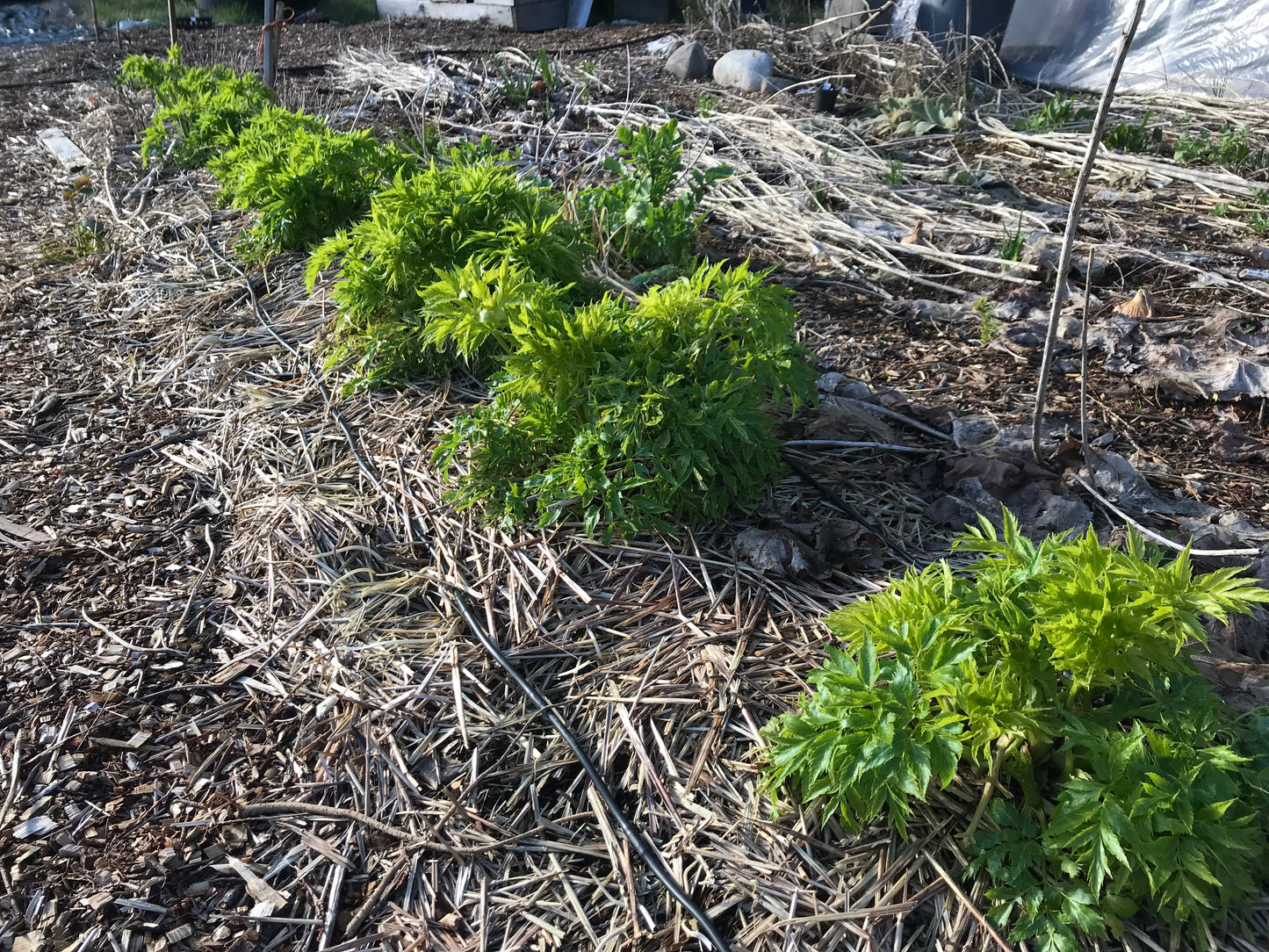Seombadi Korean Celery Seeds - Dystaenia takesimana - Ulleung Giant Celery