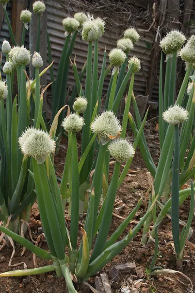 Welsh Onion Seeds - Allium fistulosum