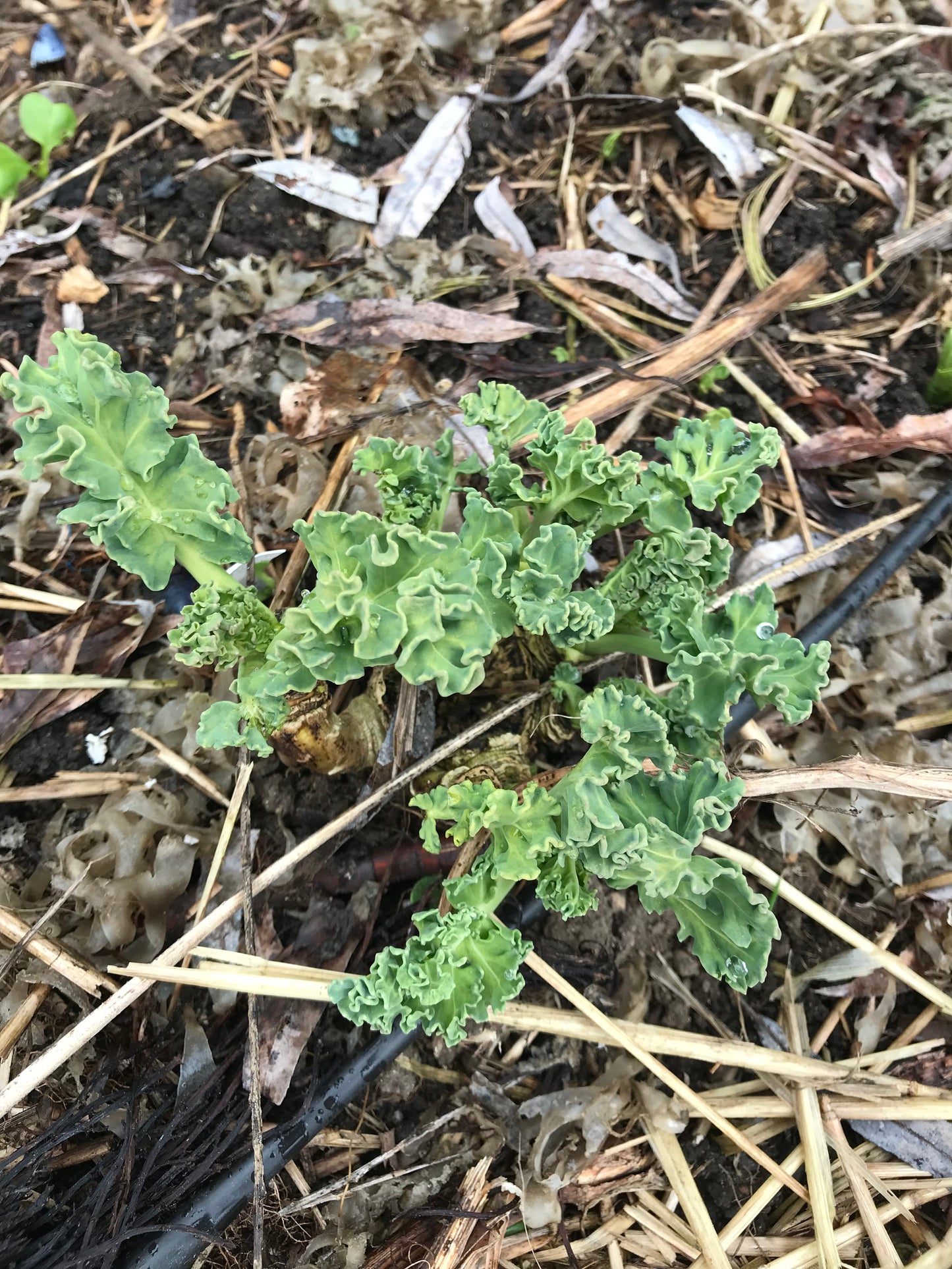 Sea Kale Mix Seeds - Crambe maritima