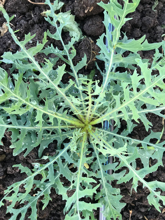Mountain Lettuce - Lactuca perennis - Perennial Lettuce, Blue Lettuce