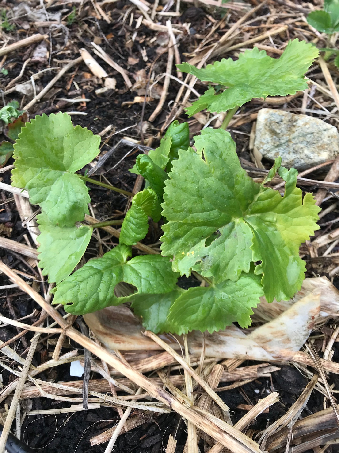 Gomchwi - Ligularia fischeri - Fischer's Ragwort, Fischer's Leopard Plant, Gomchee, Gom Chwi, 곰취