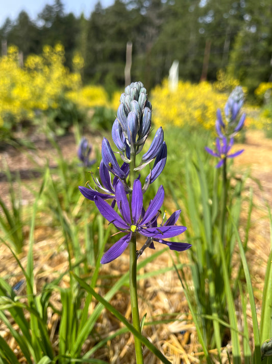Common Camas Seeds - Camassia quamash - speenhw