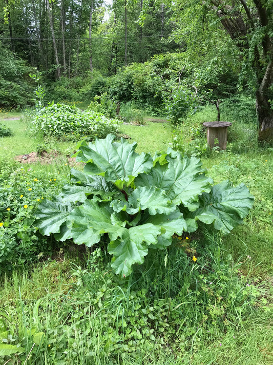 Wilson Creek Rhubarb Seeds - Rheum rhabarbarum