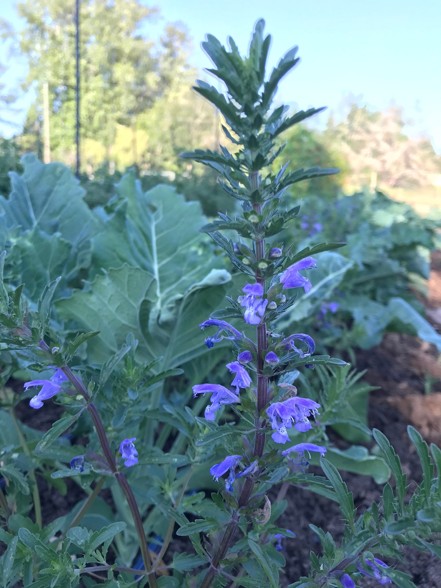 Moldavian Balm Seeds - Dracocephalum moldavica - Moldavian Dragonhead