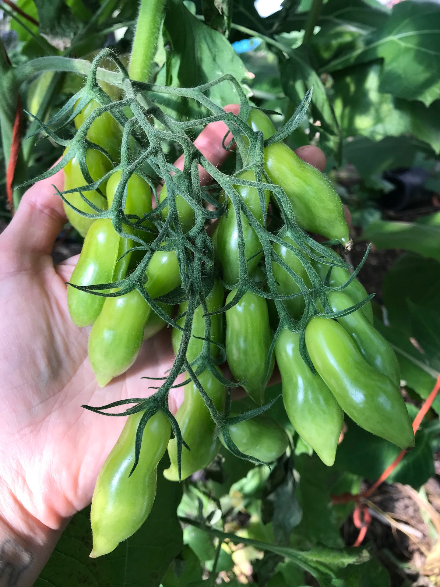 Venus of Willendorf Tomato Seeds - Solanum lycopersicum