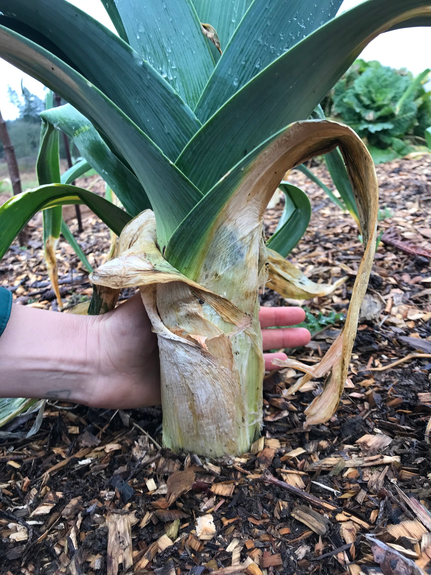 Delft Perpetual Leek Seeds - Allium ampeloprasum - Perennial Leek