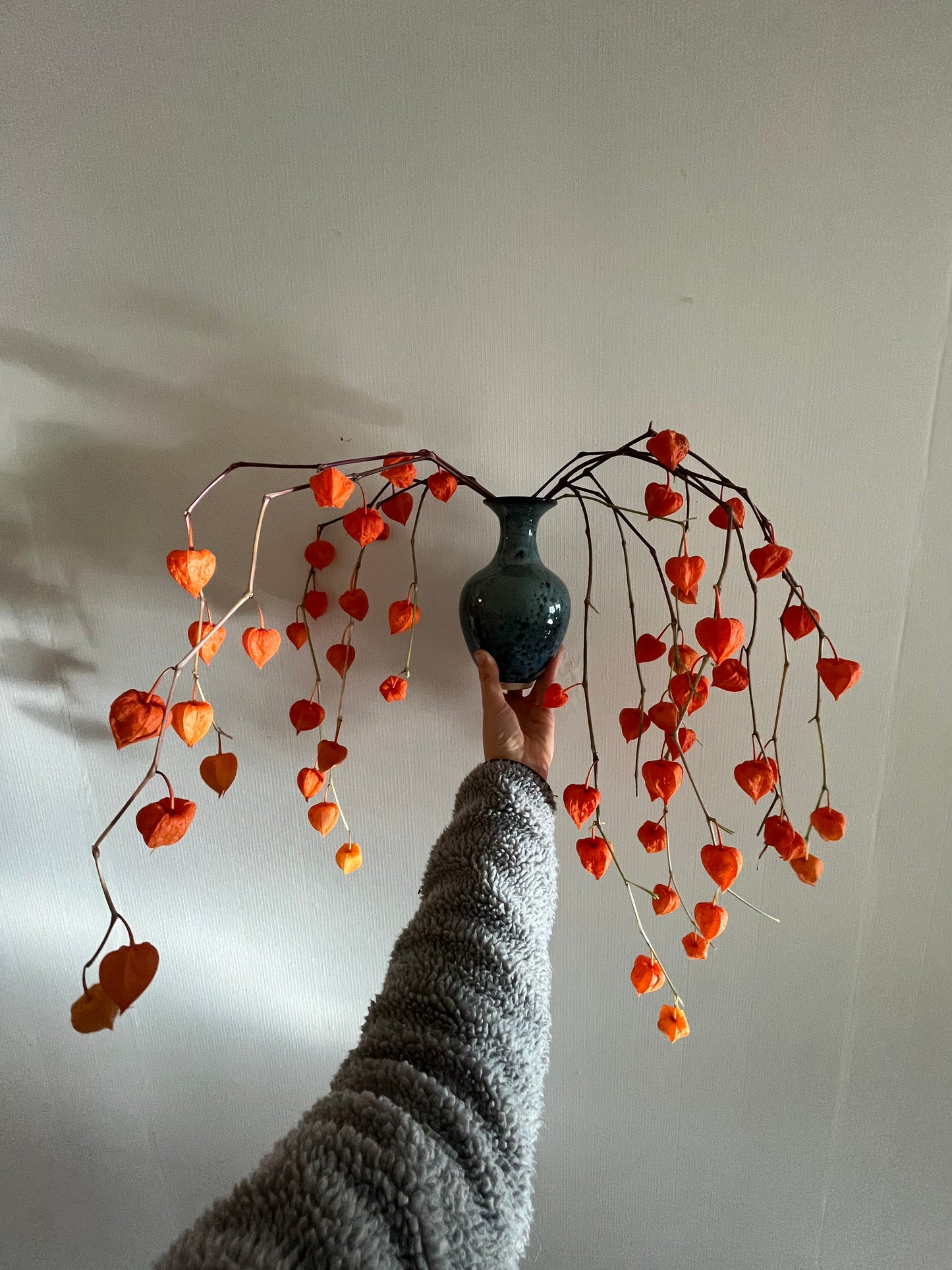 Edible Chinese Lantern Seeds - Physalis alkagengi - Stawberry Groundcherry, Winter Cherry