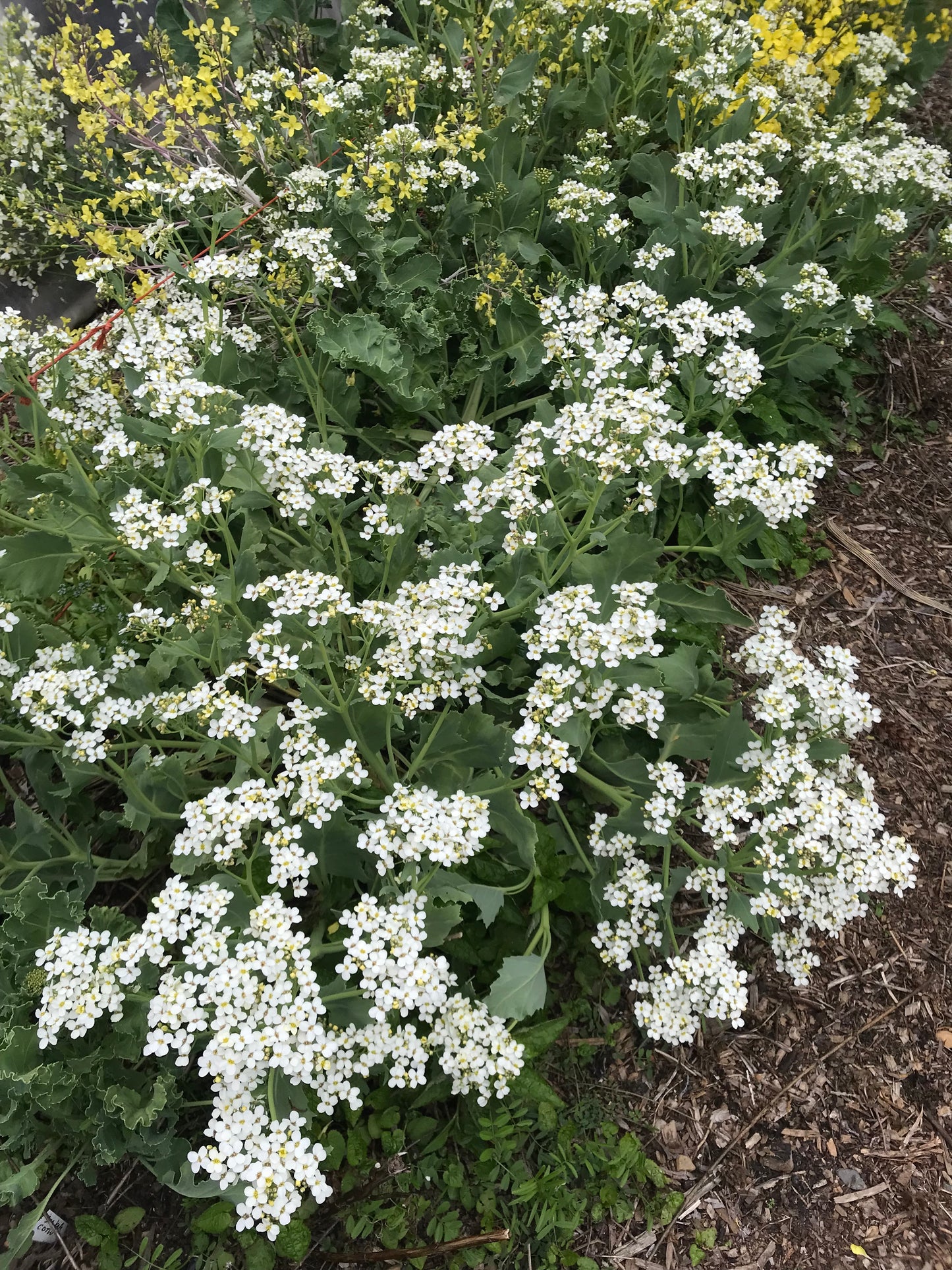 Sea Kale Mix Seeds - Crambe maritima