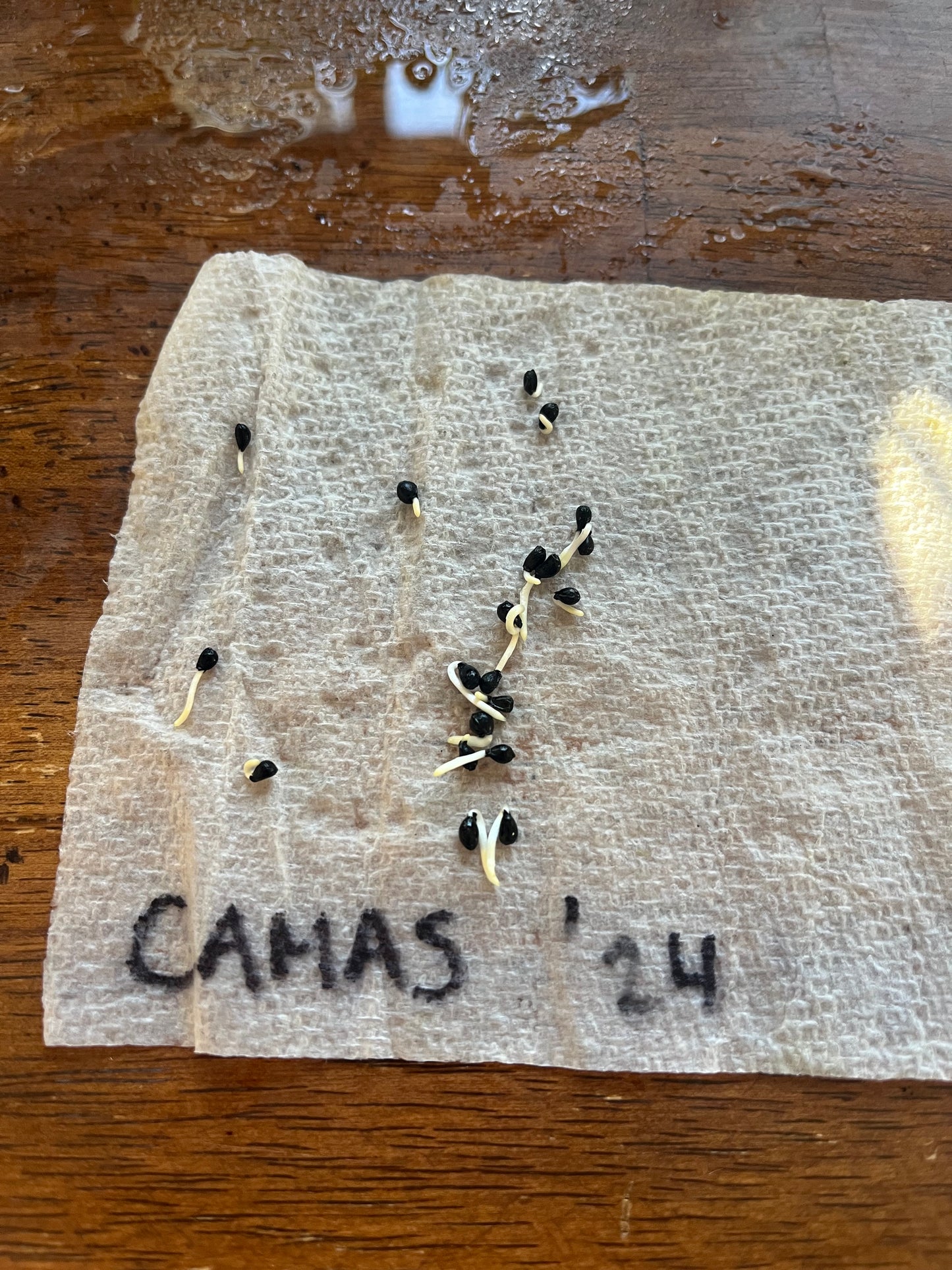 Common Camas Seeds - Camassia quamash - speenhw