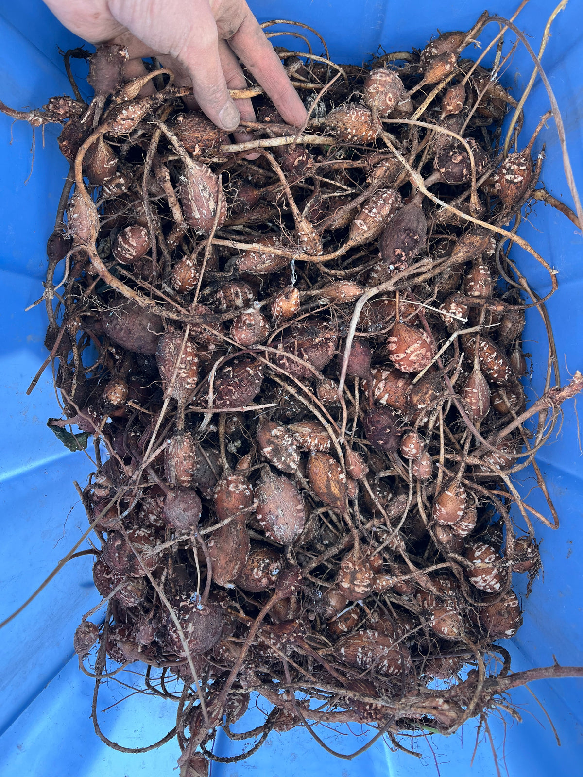Groundnut Tubers - Apios americana - Hopniss, Potato Bean