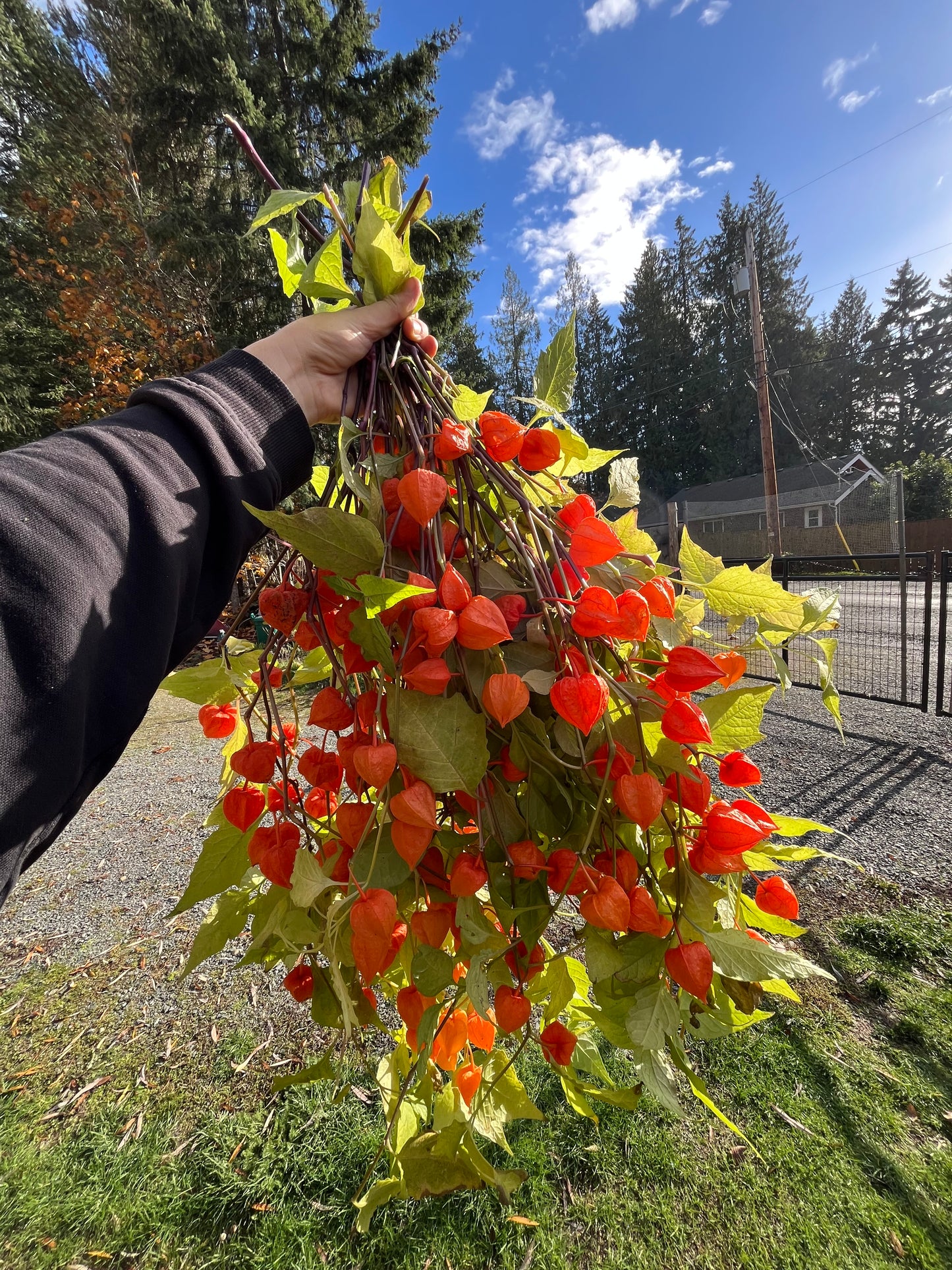 Edible Chinese Lantern Seeds - Physalis alkagengi - Stawberry Groundcherry, Winter Cherry