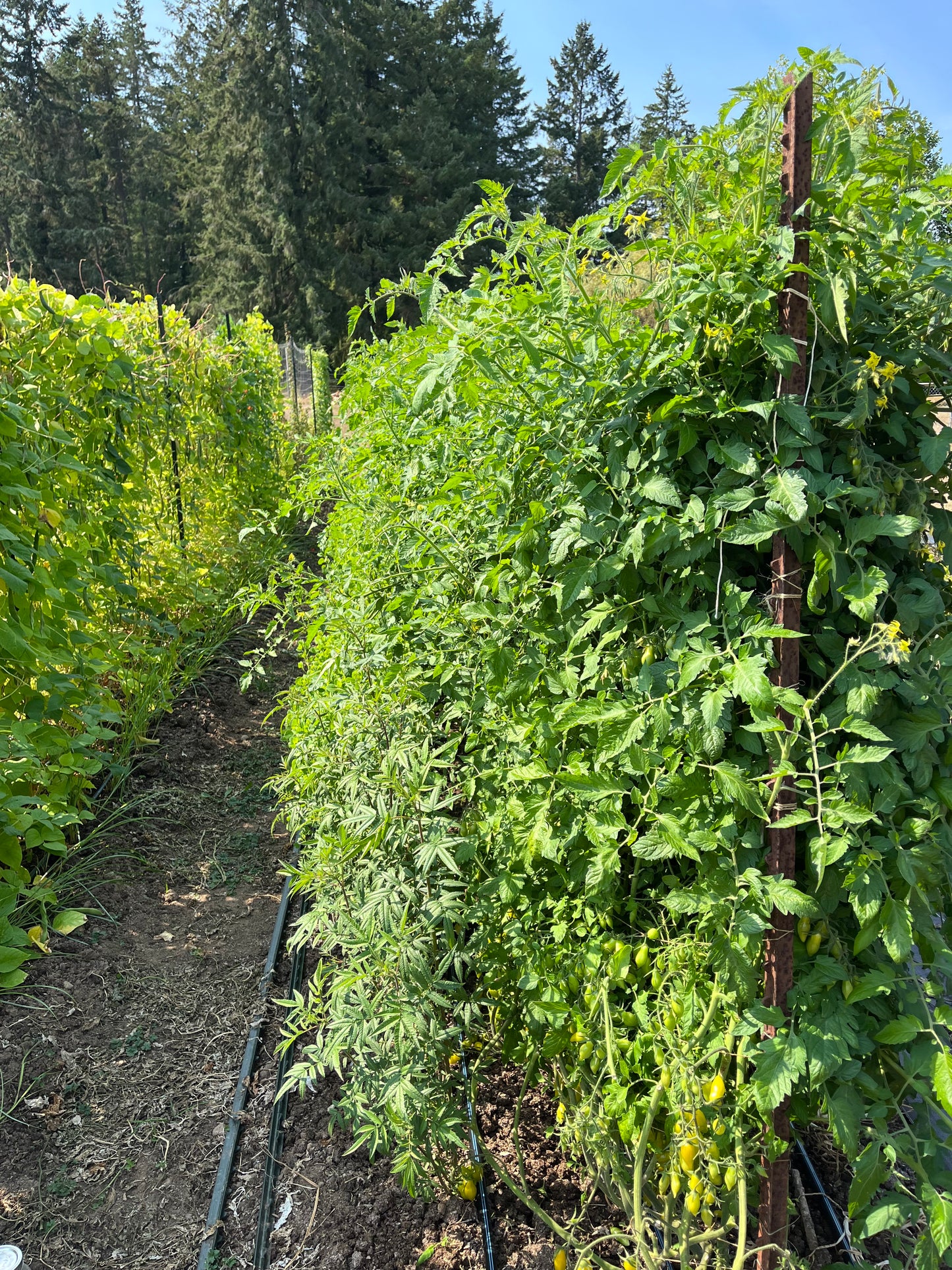 Venus of Willendorf Tomato Seeds - Solanum lycopersicum