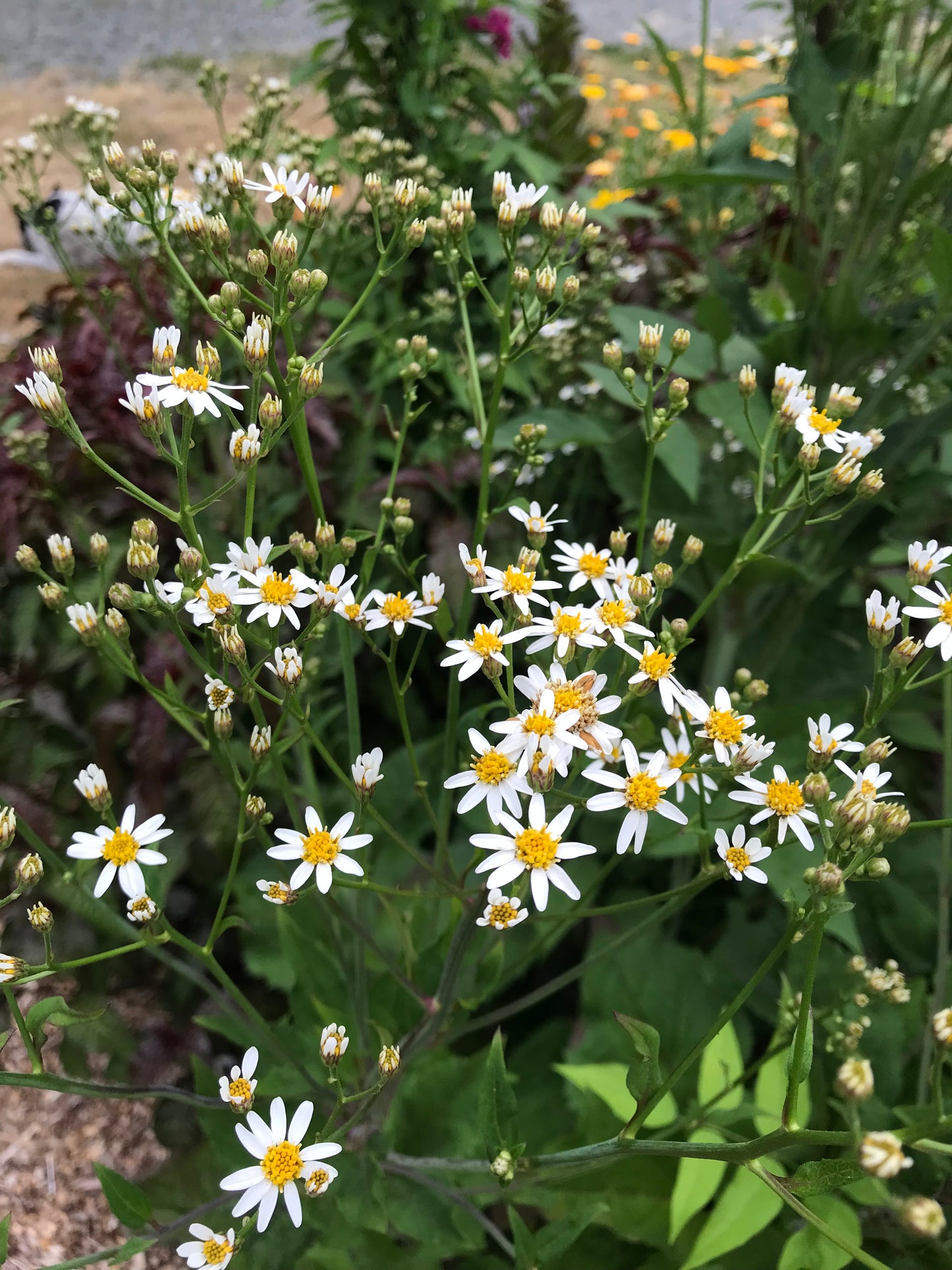 Chwinamul Seeds - Doellingeria scabra - Aster scaber, Korean Aster, Chamchwi, 취나물