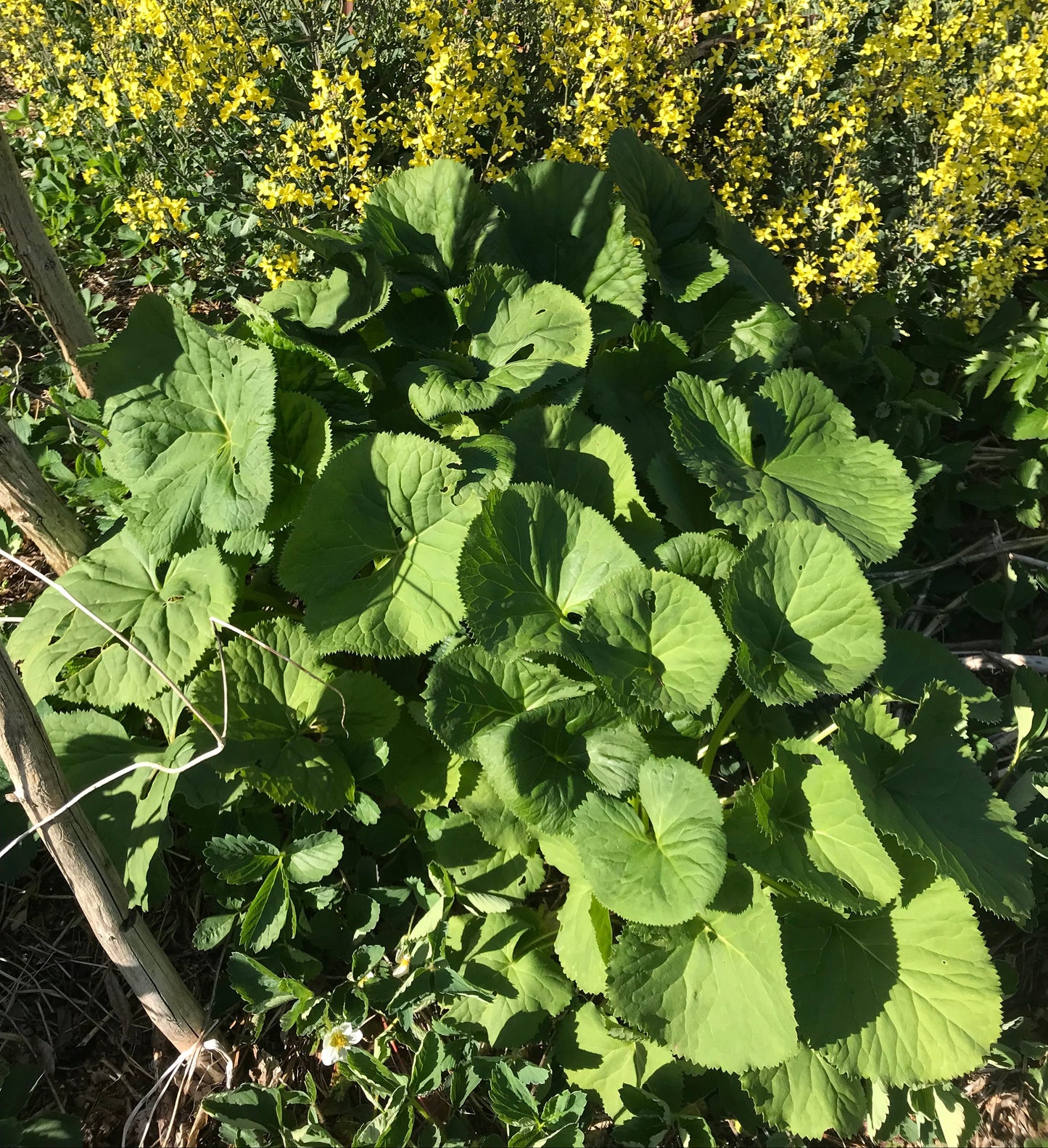 Gomchwi - Ligularia fischeri - Fischer's Ragwort, Fischer's Leopard Plant, Gomchee, Gom Chwi, 곰취