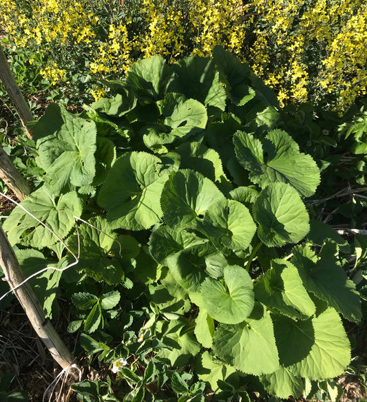 Gomchwi - Ligularia fischeri - Fischer's Ragwort, Fischer's Leopard Plant, Gomchee, Gom Chwi, 곰취