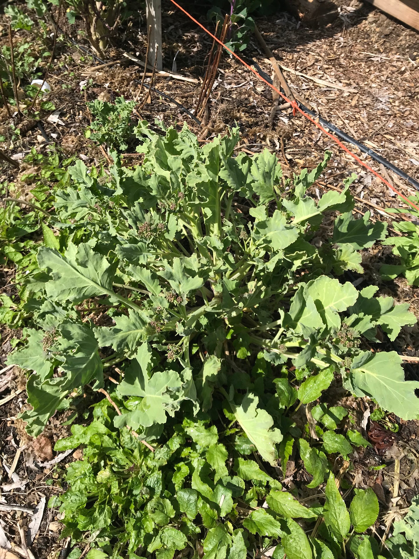 Sea Kale Mix Seeds - Crambe maritima
