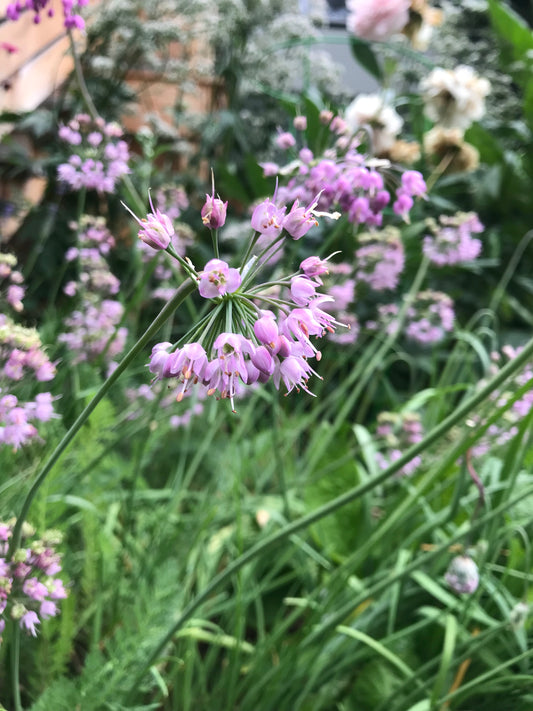 Nodding Onion Seeds - Allium cernuum - Qw'exwiyuts