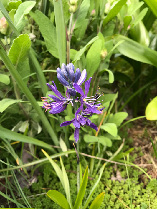 Common Camas Seeds - Camassia quamash - speenhw