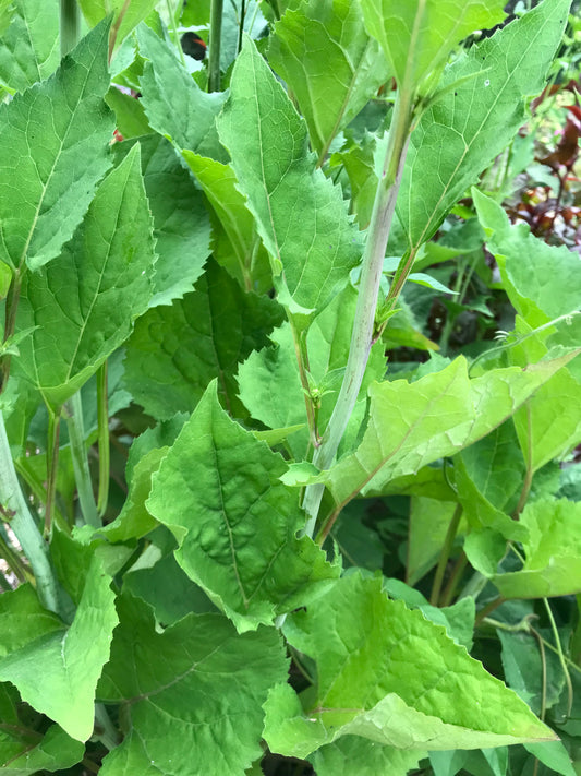 Chwinamul Seeds - Doellingeria scabra - Aster scaber, Korean Aster, Chamchwi, 취나물