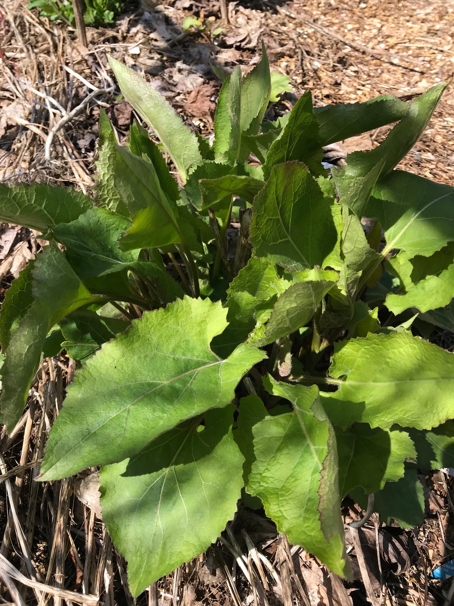 Chwinamul Seeds - Doellingeria scabra - Aster scaber, Korean Aster, Chamchwi, 취나물