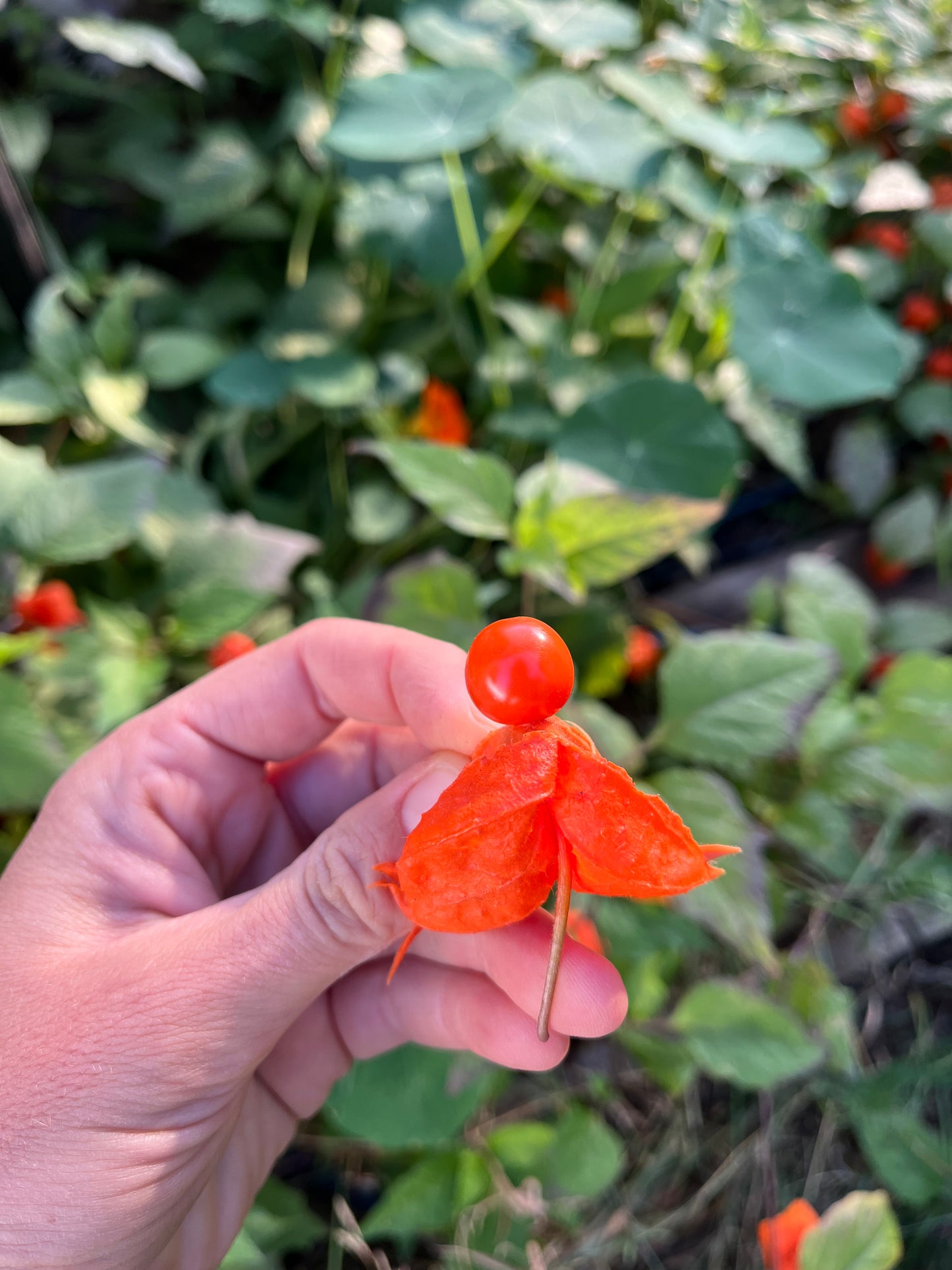 Edible Chinese Lantern Seeds - Physalis alkagengi - Stawberry Groundcherry, Winter Cherry