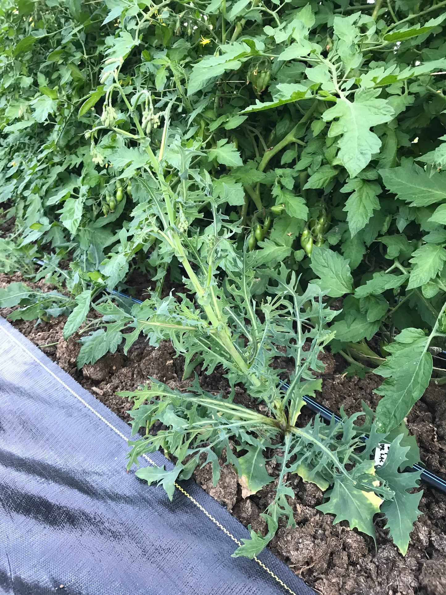 Mountain Lettuce - Lactuca perennis - Perennial Lettuce, Blue Lettuce