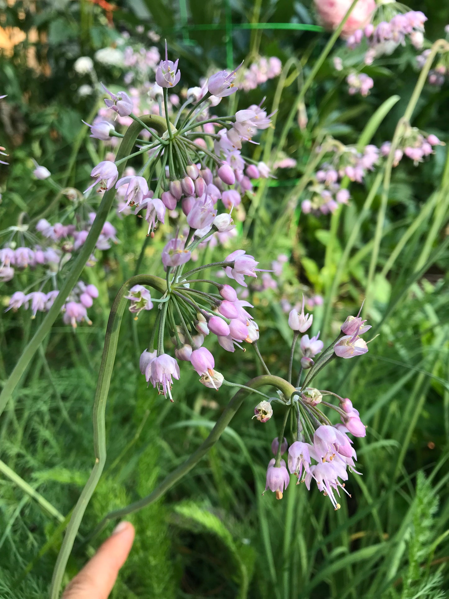 Nodding Onion Seeds - Allium cernuum - Qw'exwiyuts
