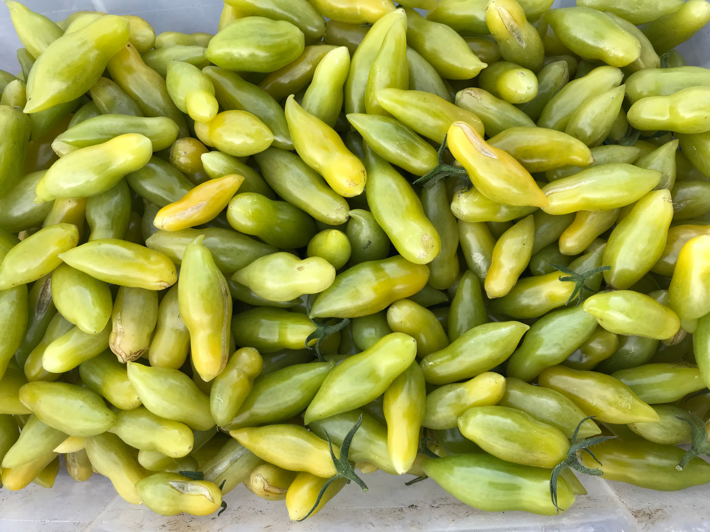 Venus of Willendorf Tomato Seeds - Solanum lycopersicum