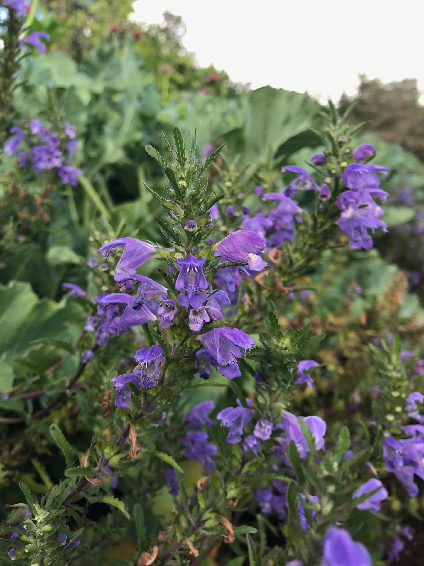 Moldavian Balm Seeds - Dracocephalum moldavica - Moldavian Dragonhead