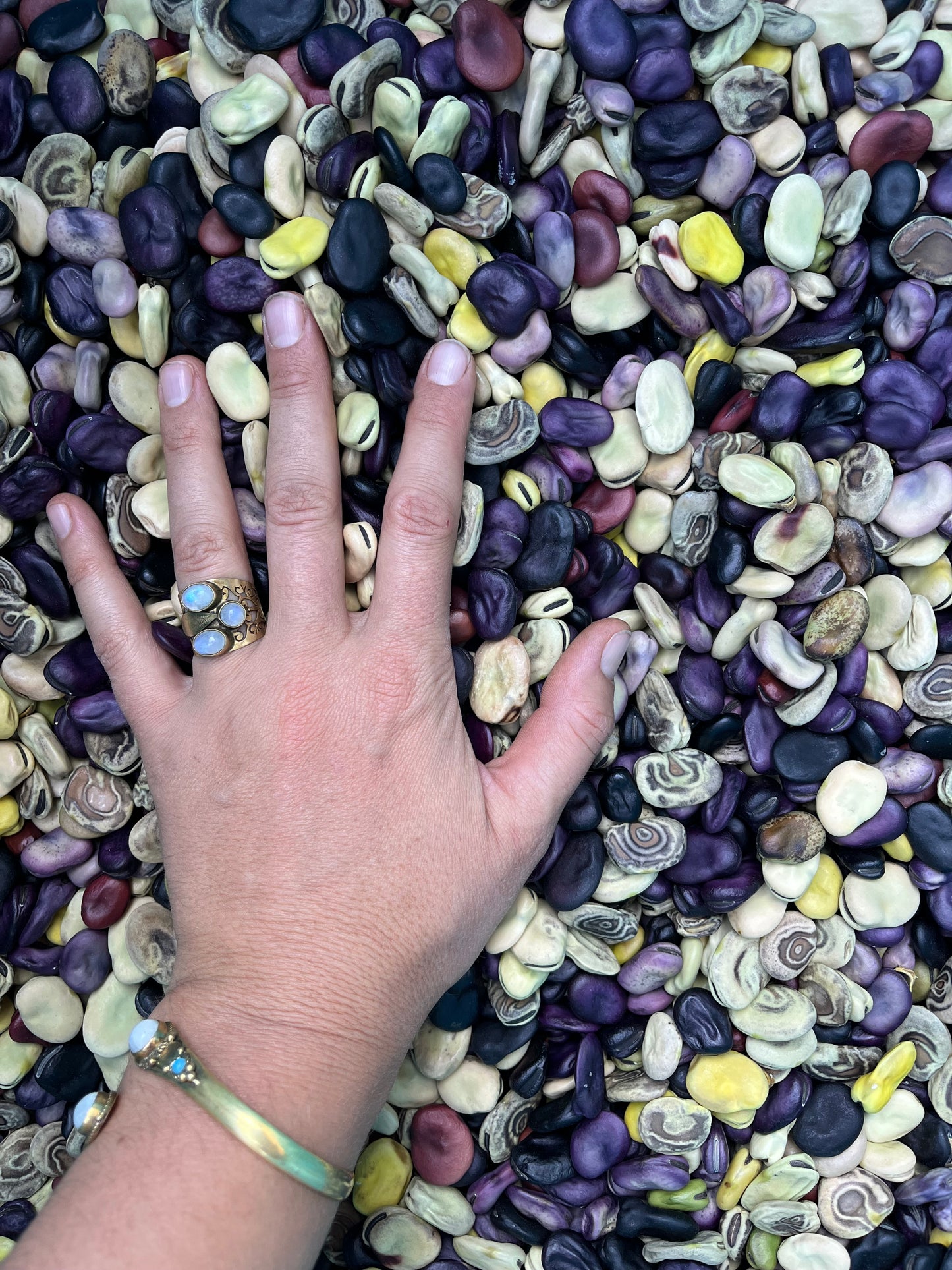 Diversity Fava Bean Seeds - Vicia faba - Broad Bean Seeds