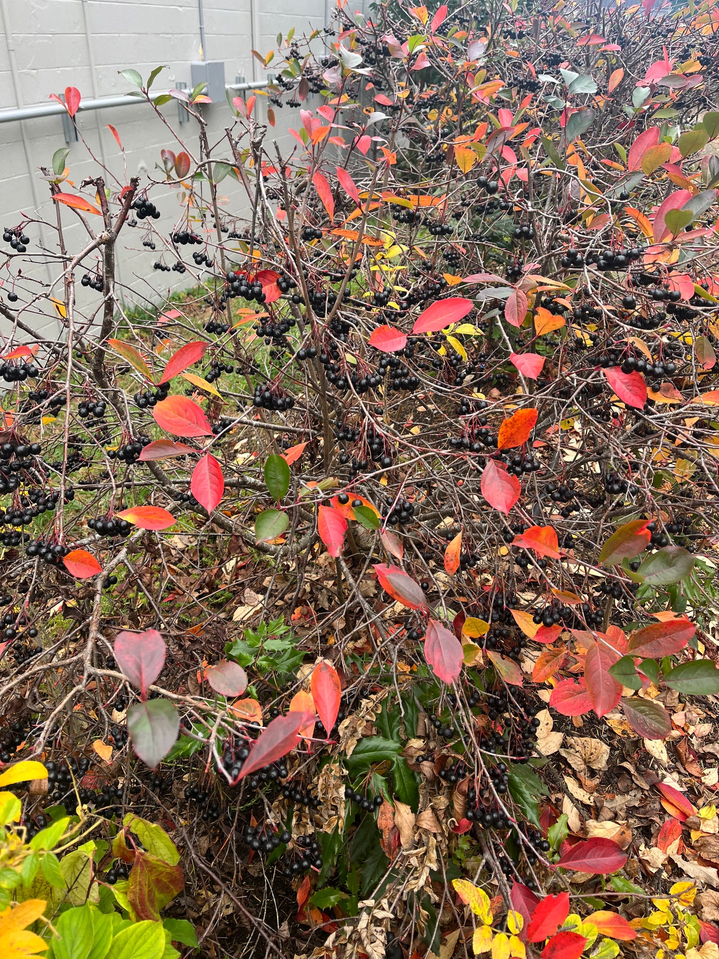 Aronia Berry Seeds - Aronia melanocarpa - Black Chokeberry