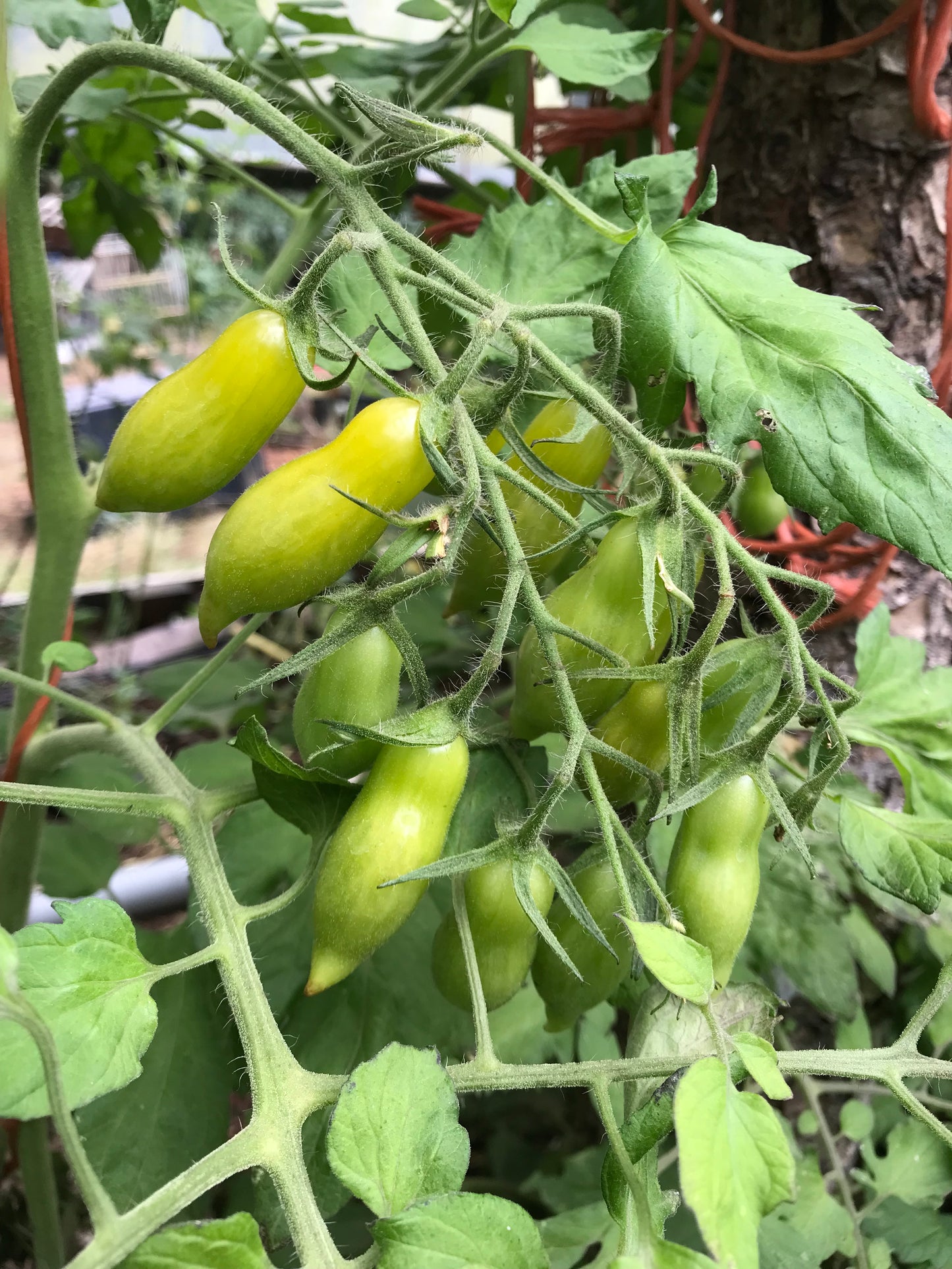 Venus of Willendorf Tomato Seeds - Solanum lycopersicum