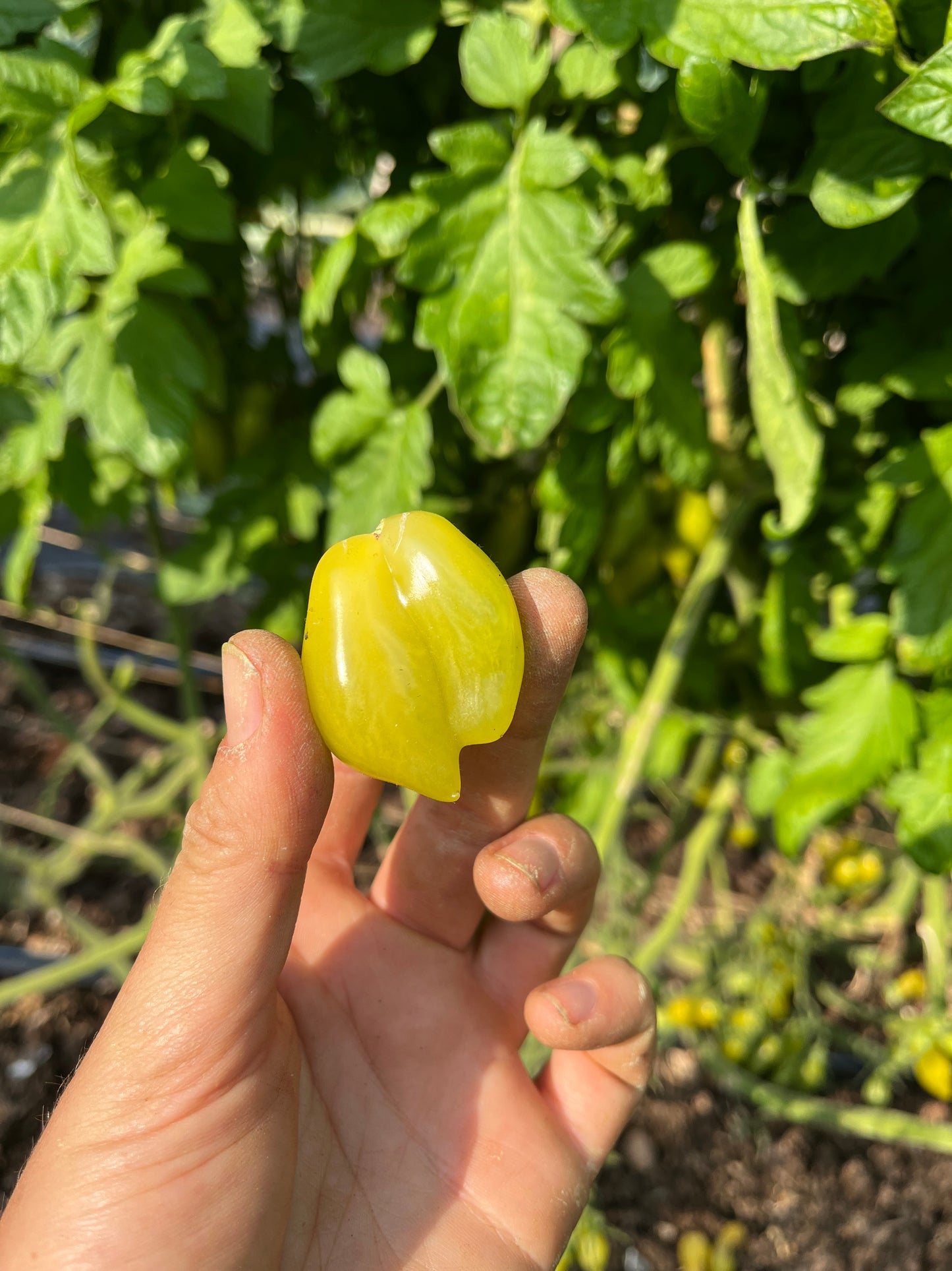 Venus of Willendorf Tomato Seeds - Solanum lycopersicum