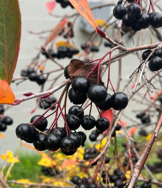 Aronia Berry Seeds - Aronia melanocarpa - Black Chokeberry