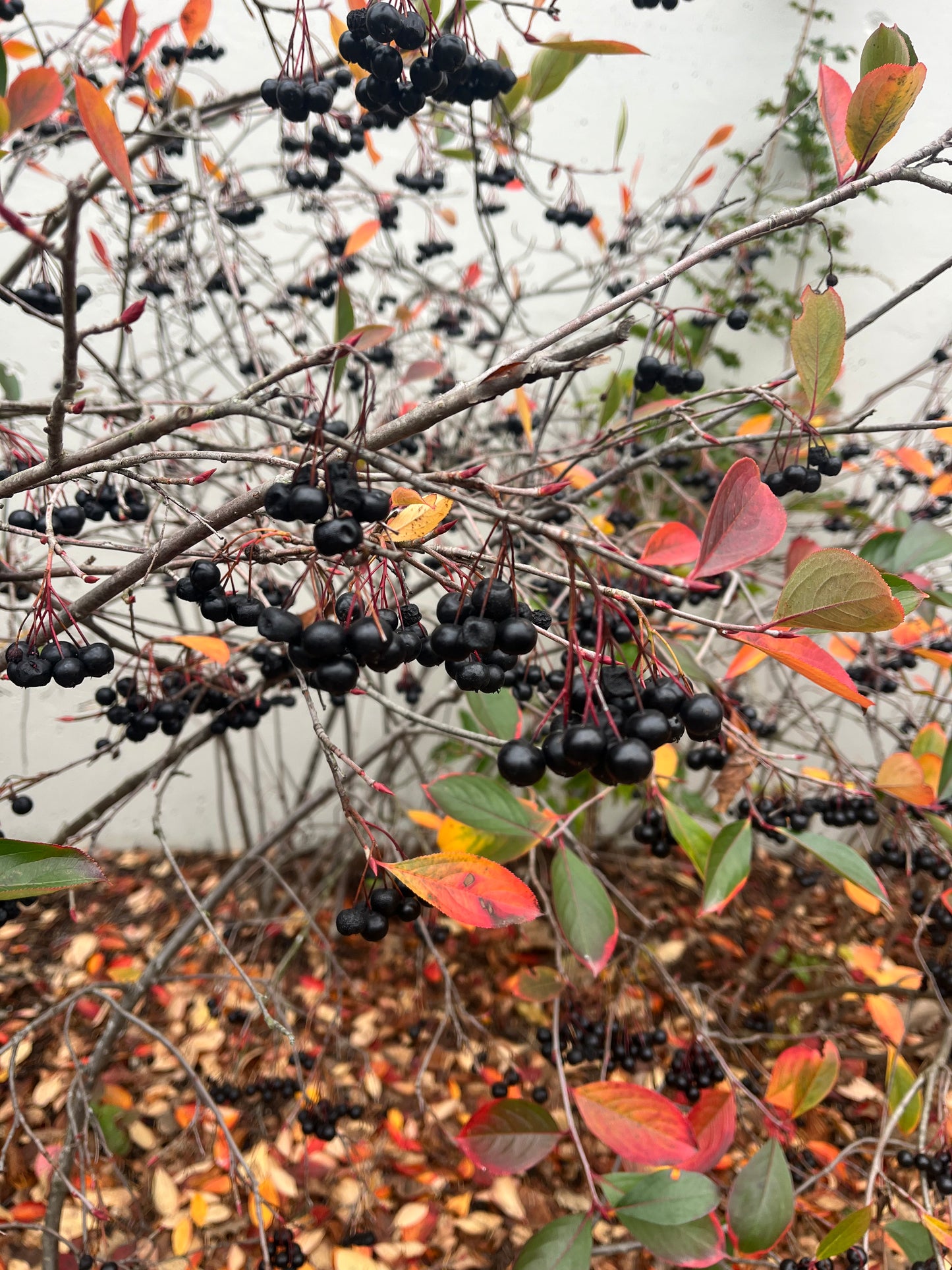 Aronia Berry Seeds - Aronia melanocarpa - Black Chokeberry