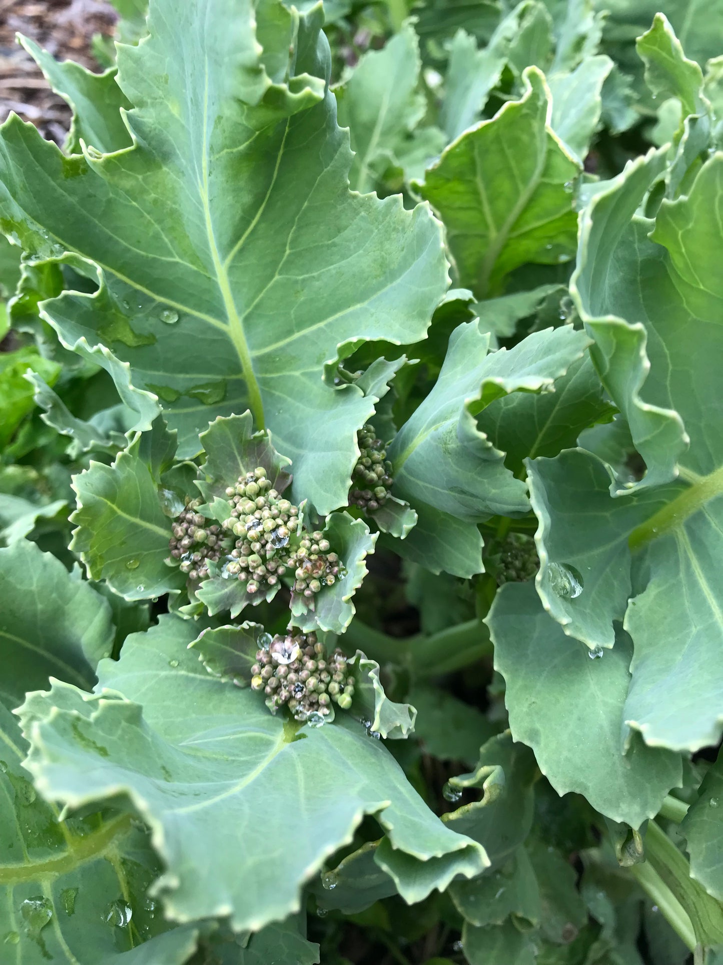 Sea Kale Mix Seeds - Crambe maritima