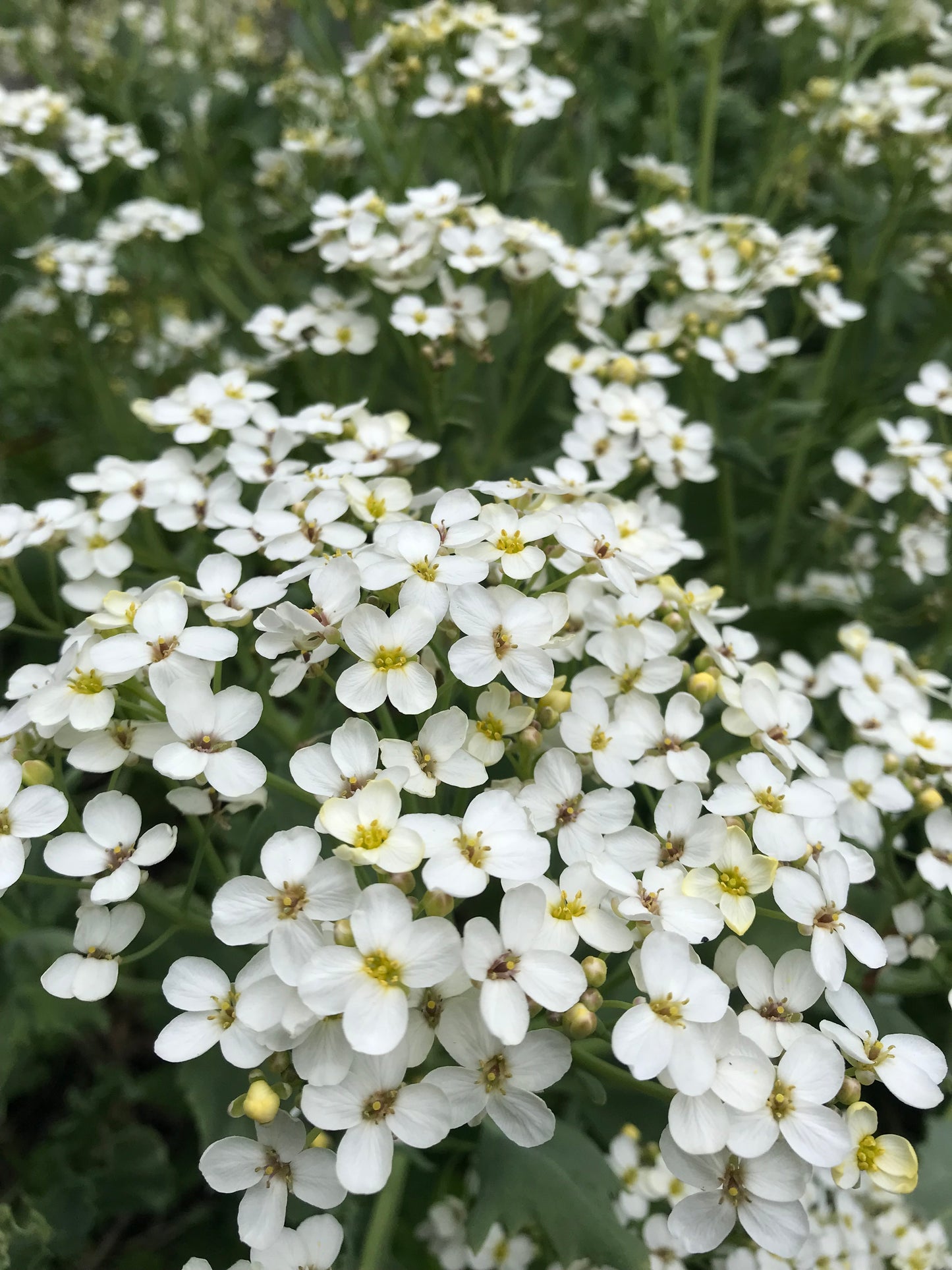 Sea Kale Mix Seeds - Crambe maritima