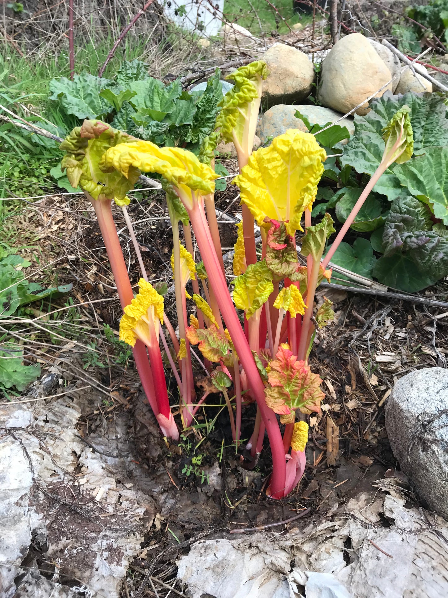 Wilson Creek Rhubarb Seeds - Rheum rhabarbarum