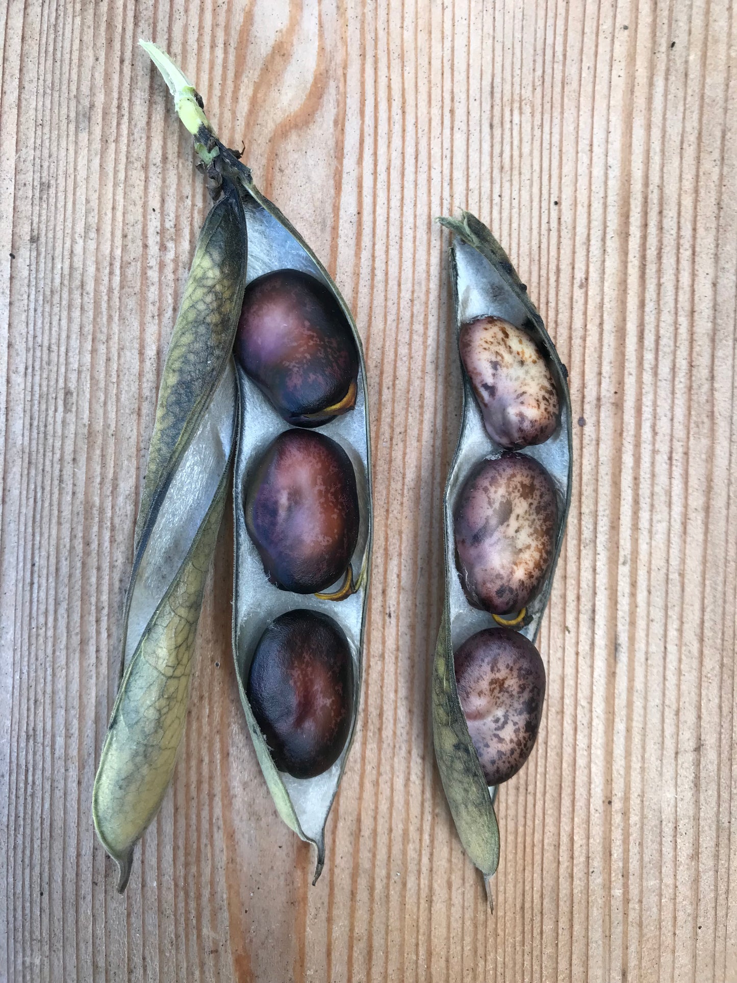 Diversity Fava Bean Seeds - Vicia faba - Broad Bean Seeds