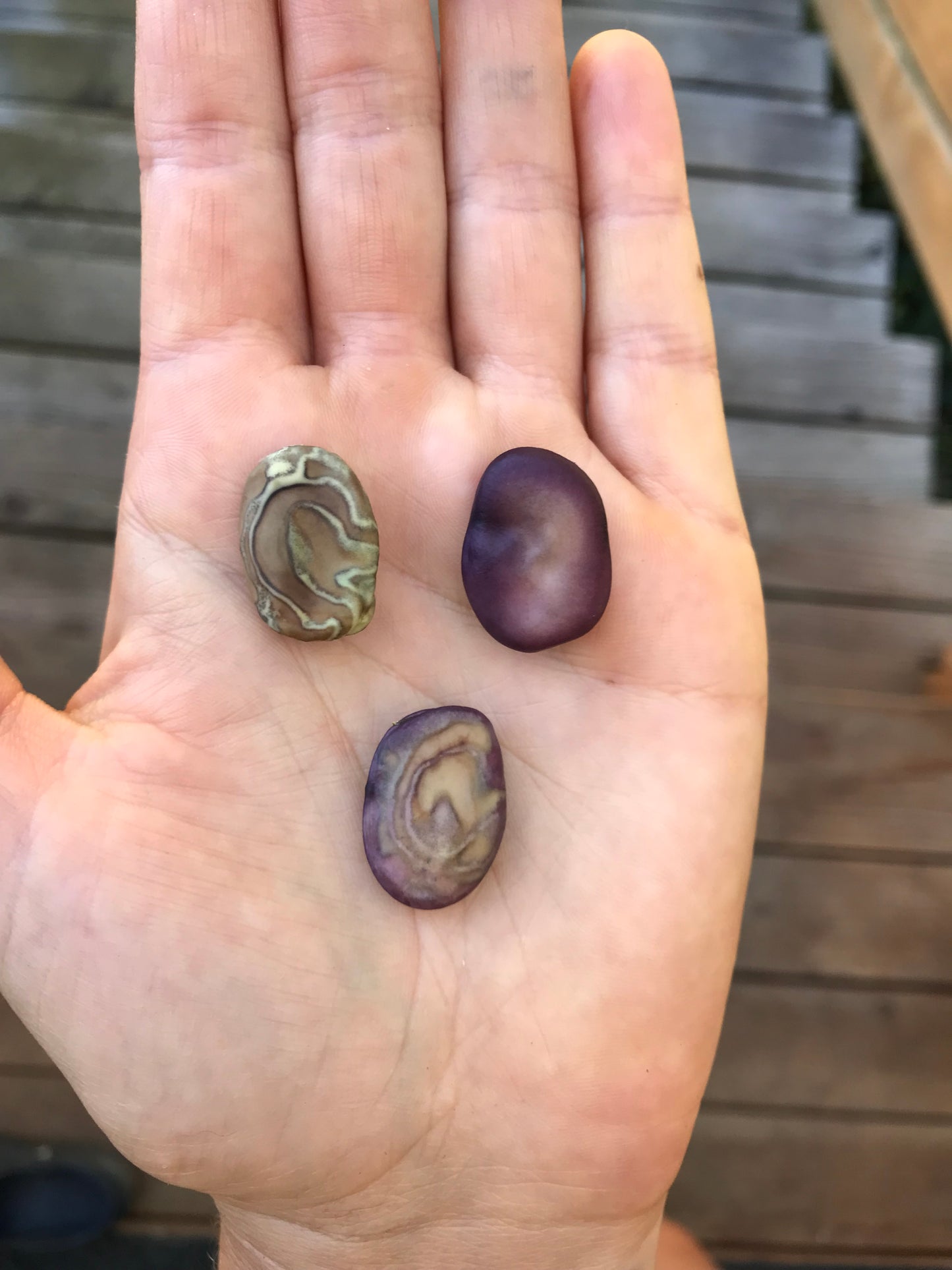 Diversity Fava Bean Seeds - Vicia faba - Broad Bean Seeds