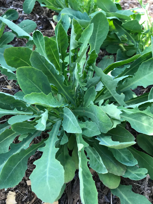 Perennial Sweet Lettuce Seeds - Reichardia picroides - French Scorzonera