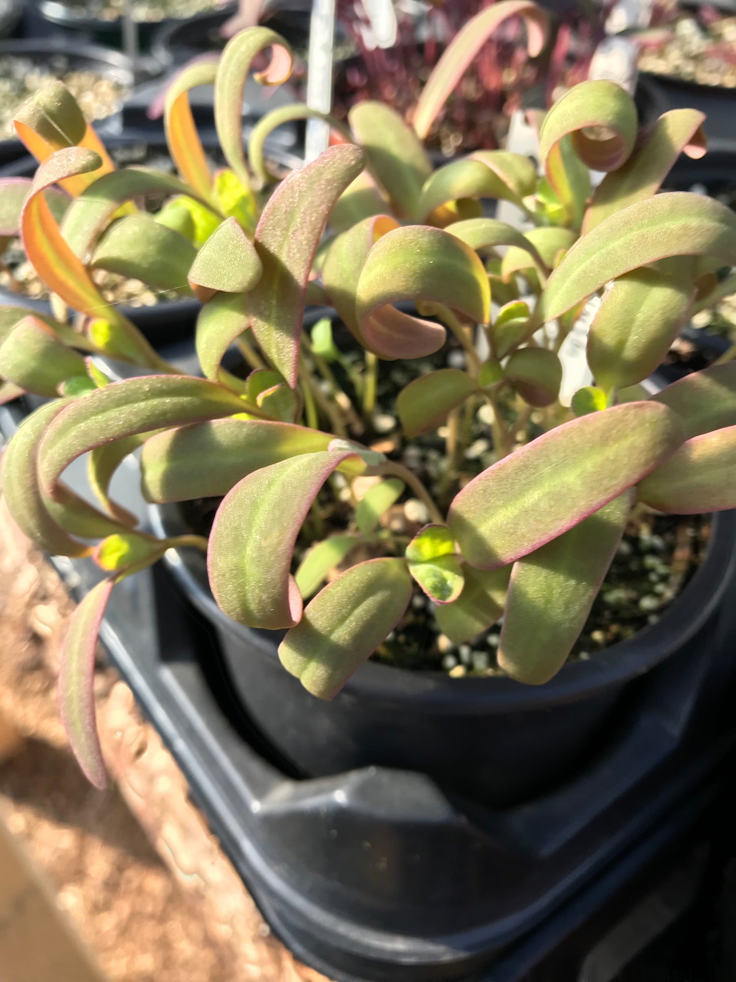 Rainbow Orach Seeds - Atriplex hortensis - Mountain Spinach, Garden Orache