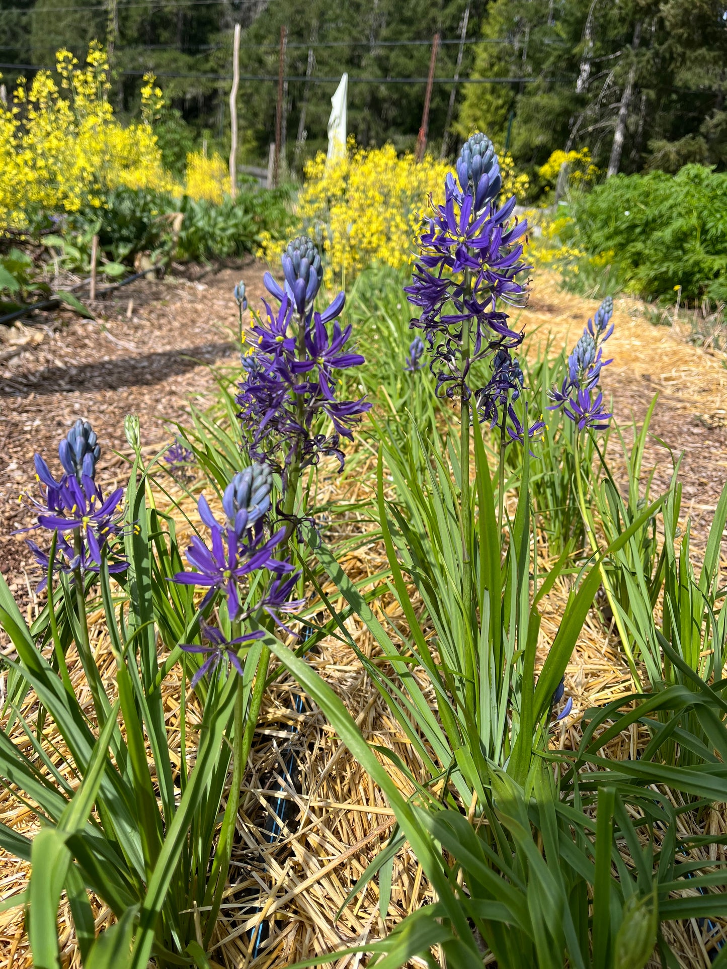 Common Camas Seeds - Camassia quamash - speenhw