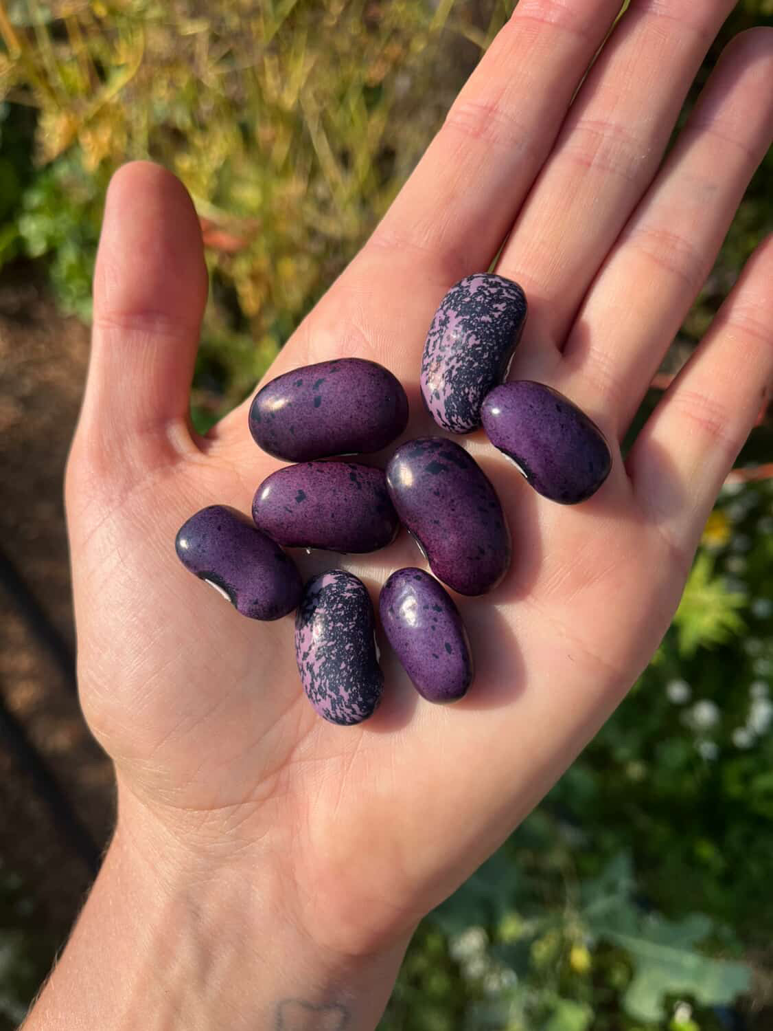 Amethyst Dream Runner Bean Mix Seeds - Phaseolus coccineus