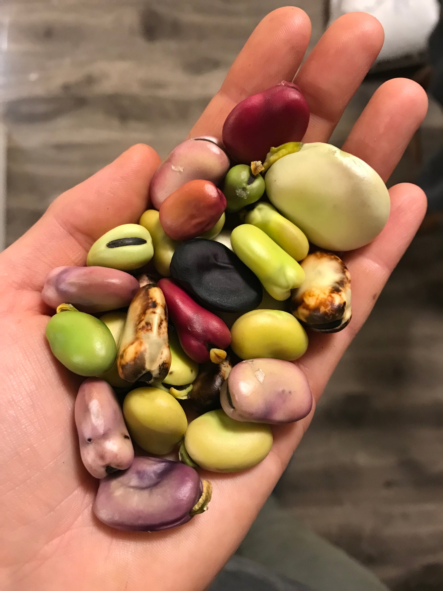 Diversity Fava Bean Seeds - Vicia faba - Broad Bean Seeds